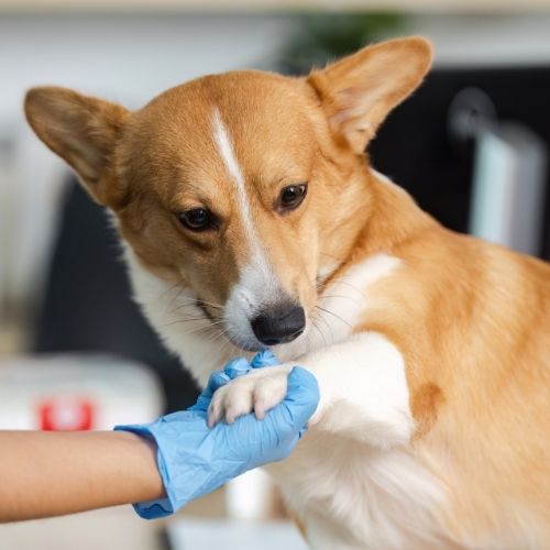 Brown dog with vet A veterinarian wearing blue gloves gently holds a corgi's paw during an examination.