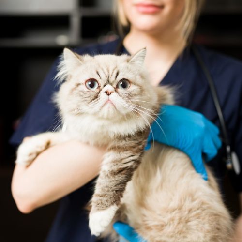 Cat being held by veterinary staff member