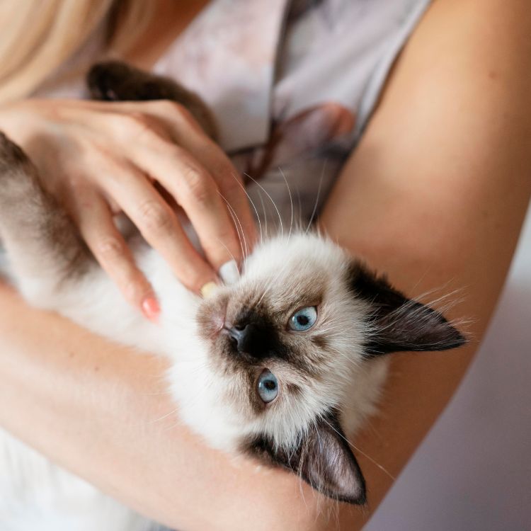 Cat being held