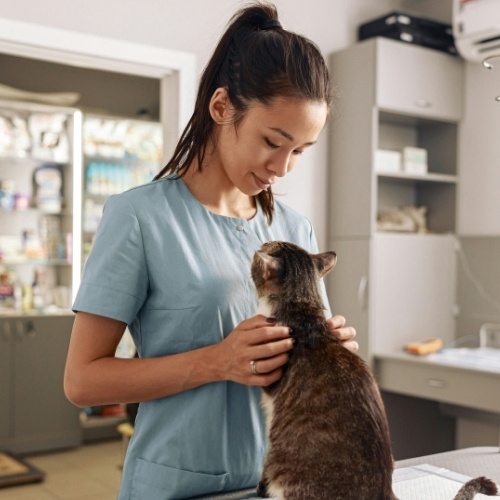 A veterinary professional in a light blue scrub top gently pets a tabby cat sitting on an examination table in a clinic room. The room contains medical equipment, including an IV stand and shelves stocked with supplies.