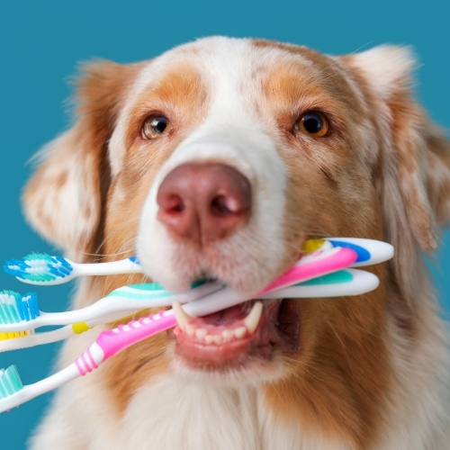 A dog holds several toothbrushes in its mouth against a blue background.