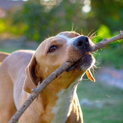Dog holding stick A tan dog with a white blaze on its chest and tail carries a stick in its mouth outdoors on a sunny day.
