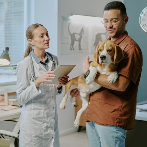 A veterinarian holds a tablet while talking to a person holding a beagle dog in a veterinary clinic.