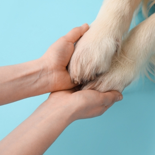 A person's hands gently hold a dog's paws against a light blue background.
