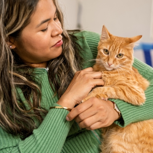 A person in a green sweater holds an orange cat while sitting on a couch with a blue and white patterned blanket.