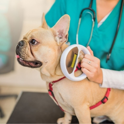 A veterinarian in a teal scrub suit uses a scanner on a fawn French bulldog wearing a red harness.