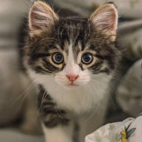 A close-up of a fluffy kitten with wide blue eyes and tabby markings. The kitten has white fur on its chest and face, with a pink nose and long white whiskers. It is looking directly at the camera.