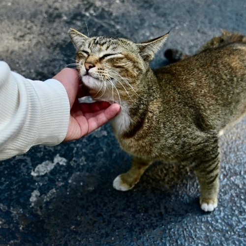 A person's hand pets a tabby cat, which is closing its eyes in pleasure.