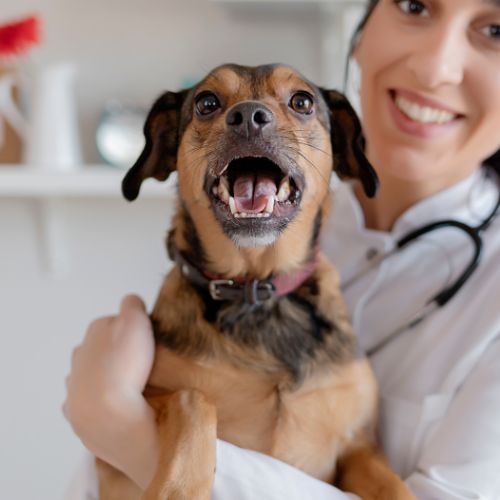 PetDesk favicon