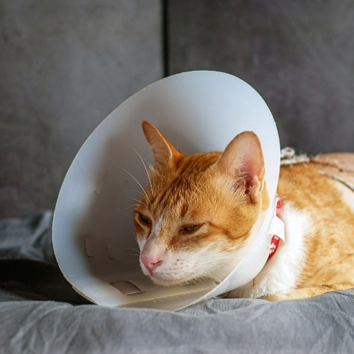 An orange and white cat lies on a gray surface, wearing a white Elizabethan collar and a red and white patterned bandage around its torso.
