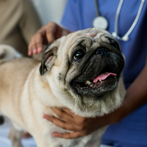 A pug is being examined by a veterinarian wearing a blue uniform and stethoscope.
