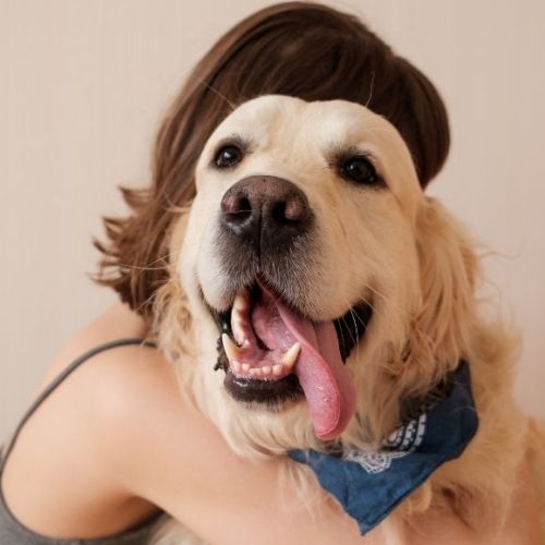Vet grabbed the dog A person hugs a golden retriever wearing a blue bandana, with the dog looking at the camera with its tongue out.