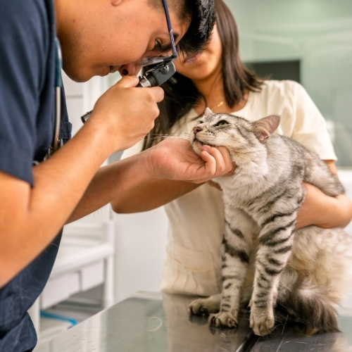 A veterinarian uses an otoscope to examine a cat's ear while a person holds the cat.