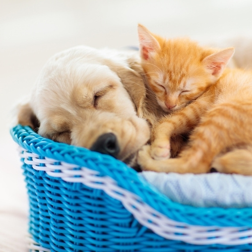 A small orange kitten sleeps curled up on the back of a light-colored dog resting in a blue woven basket.