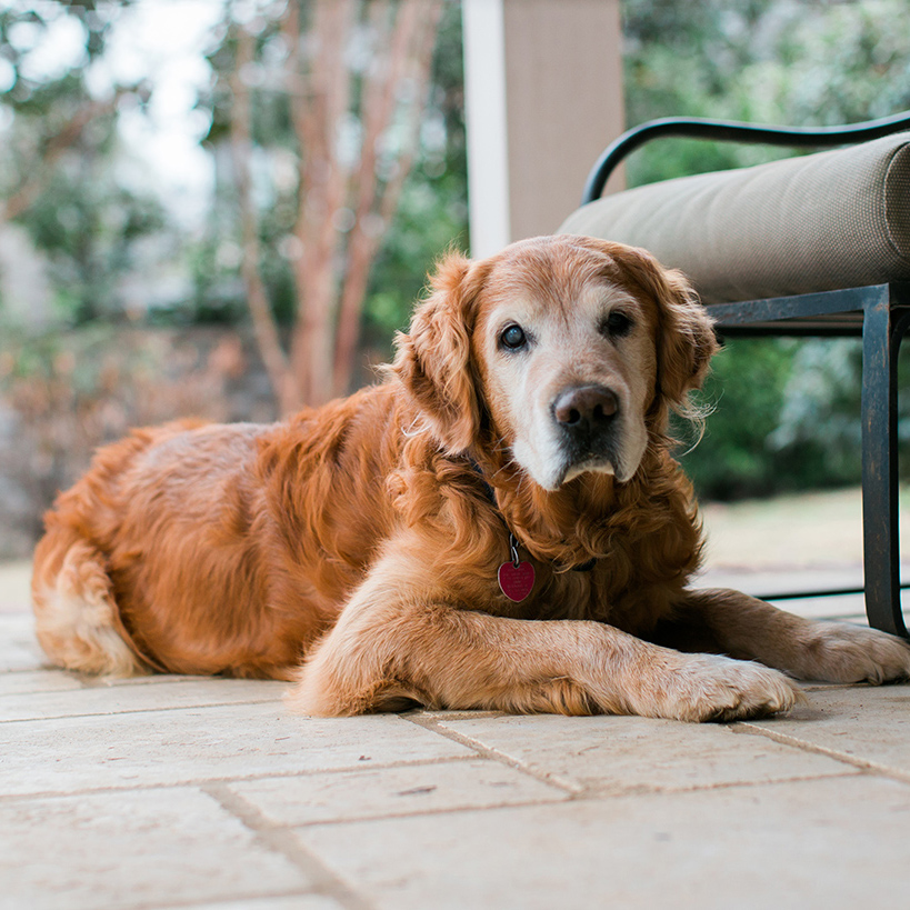 Elderly golden retriever lying on a patio
