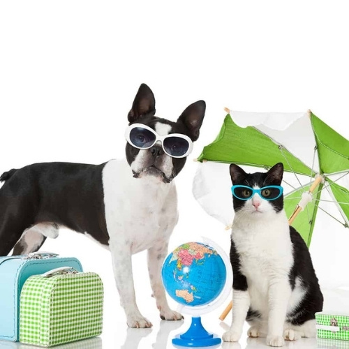A black and white dog and cat wearing sunglasses stand next to suitcases, a globe, and a green umbrella, ready for a trip.