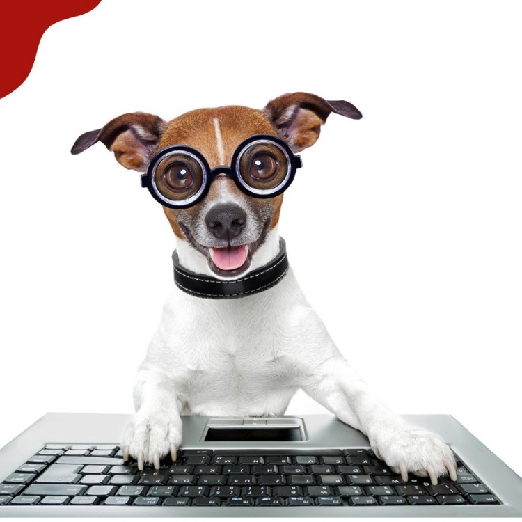 dog with glass typing keyboard