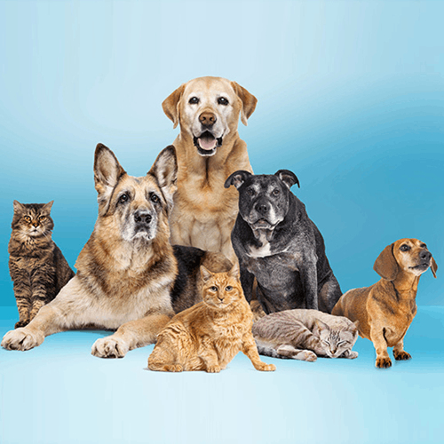 A group of dogs and cats are gathered together against a blue background. A paw print logo is visible on the lower left corner.