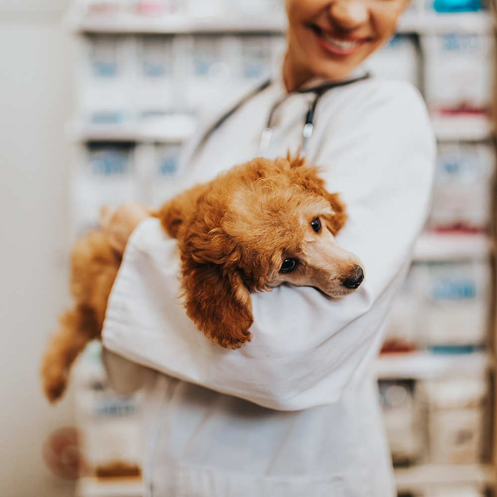 veterinarian holds a small, curly-haired puppy gently in her arms