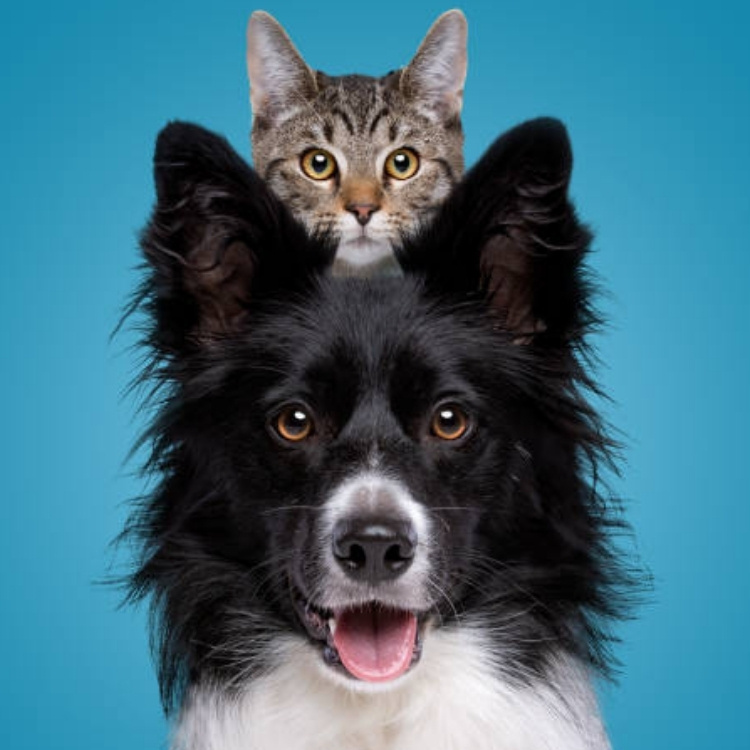 A tabby cat peeks over the head of a black and white dog against a blue background.