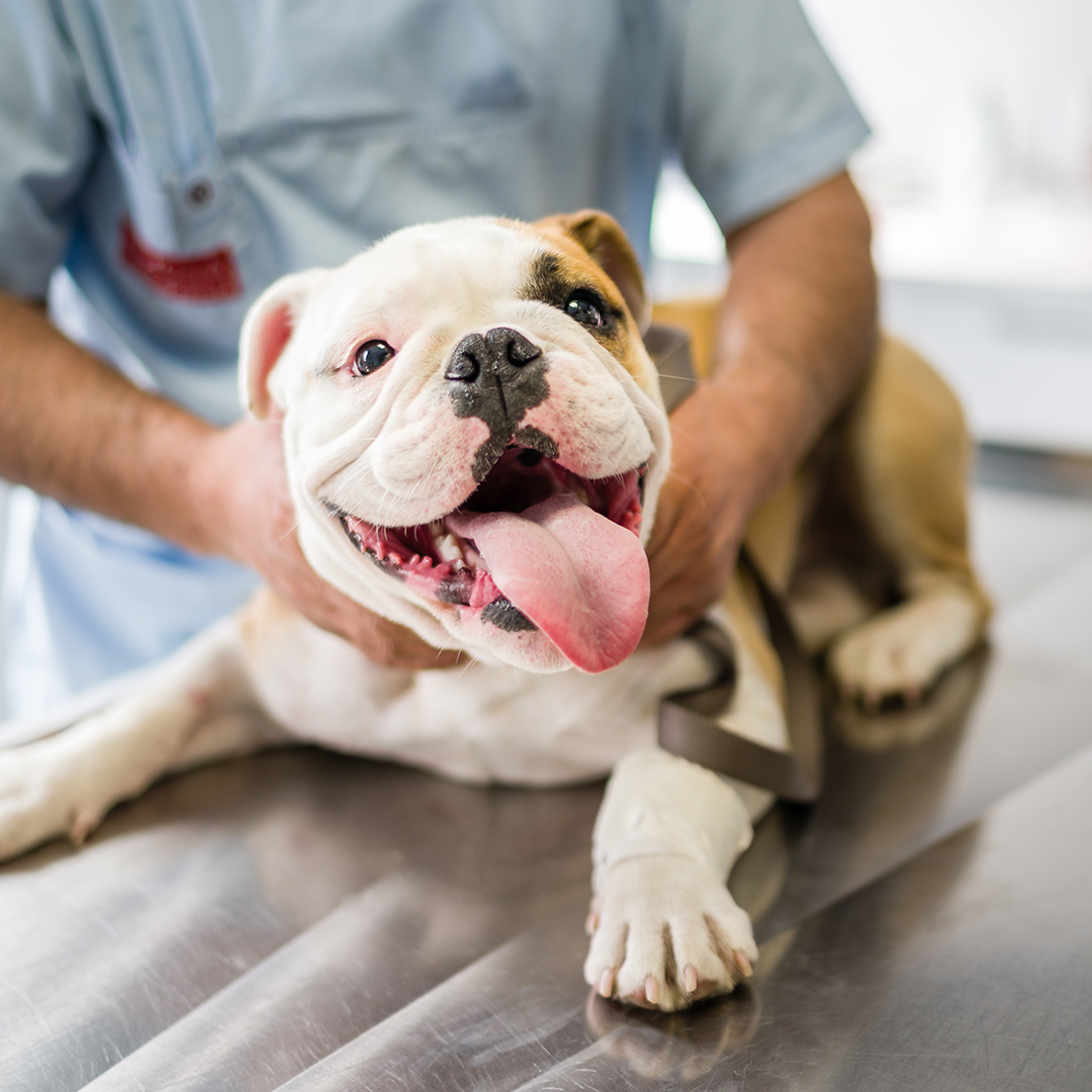 happy bulldog with its tongue out lies on a stainless steel table
