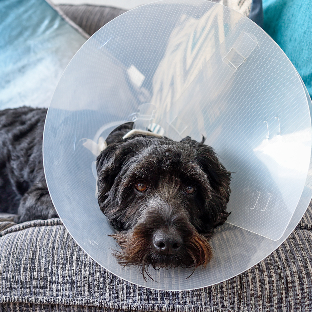 black dog with a cone collar rests on a gray sofa