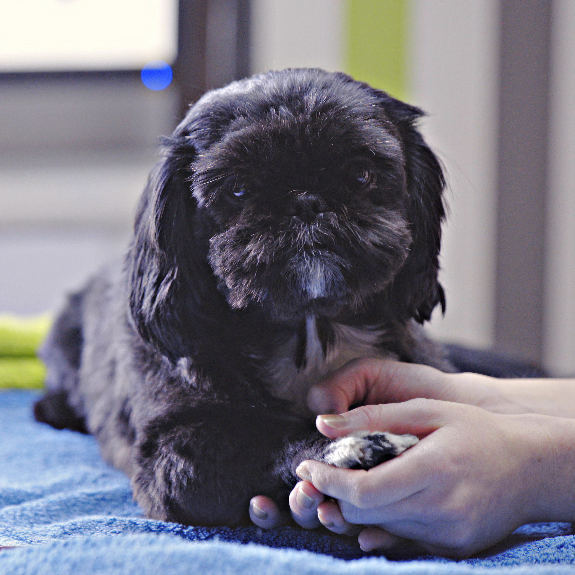 small black Shih Tzu with a fluffy coat lies on a blue towel, while gentle hands hold its paw