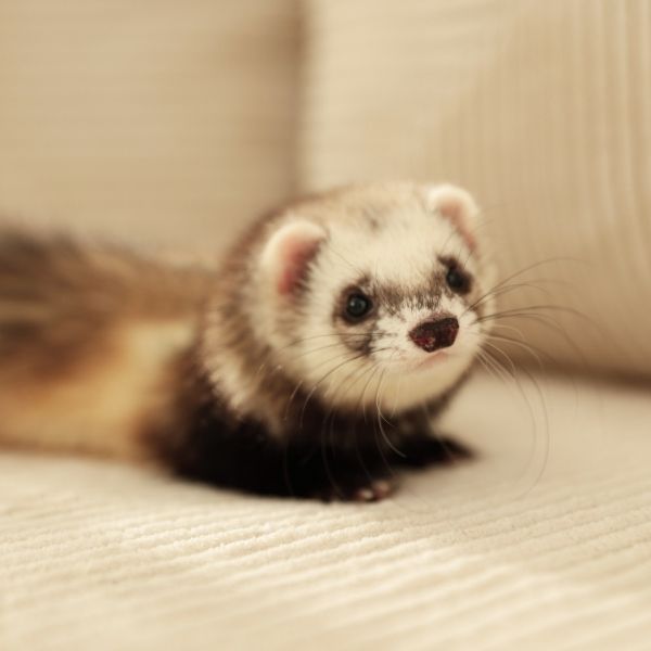 ferret ferret