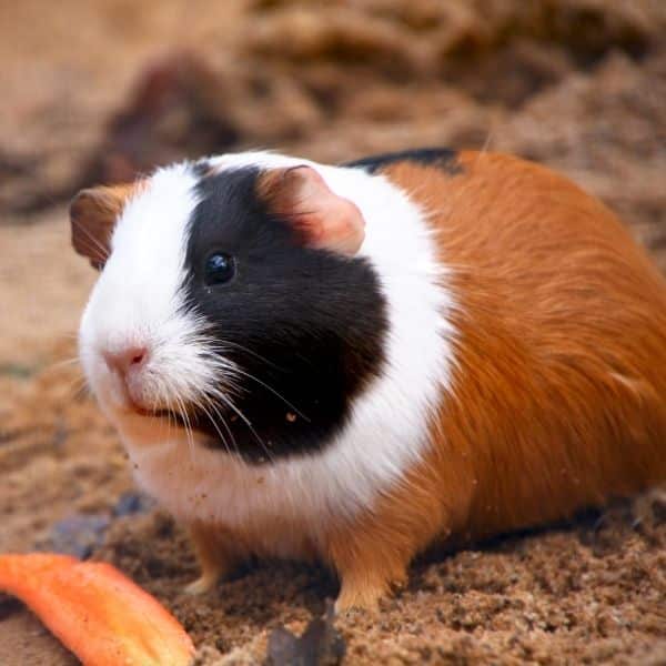 a guinea pig