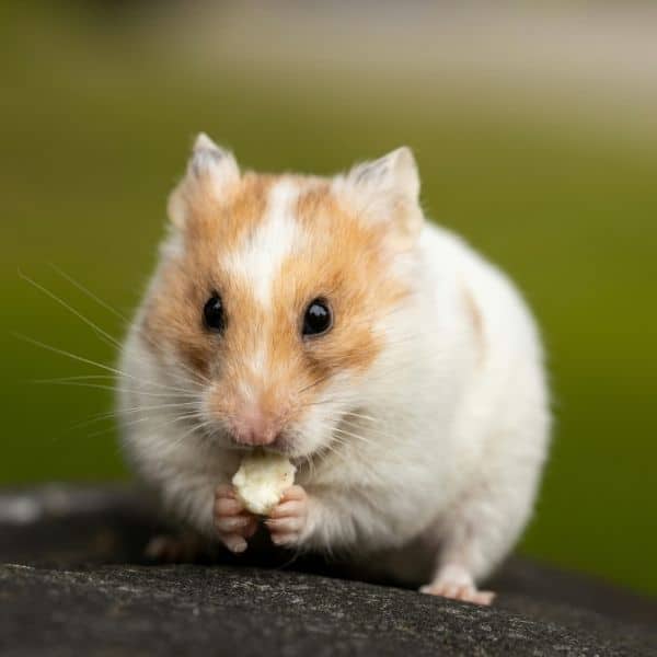 hamster eating a nut