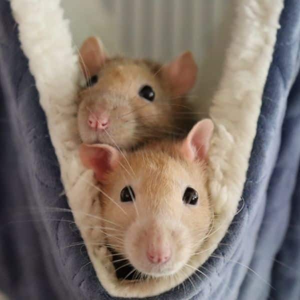 pet rats