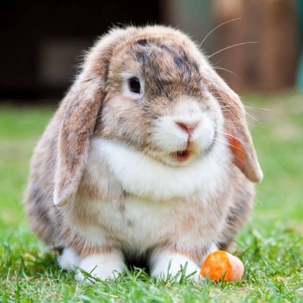 rabbit on grass