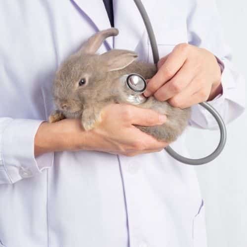 vet examining a rabbit with a stethoscope